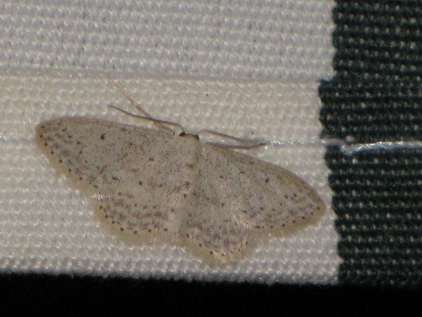 Da id - Idaea seriata